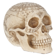 Astrological Skull - Engraved Skull With The Zodiac Circle 20cm
